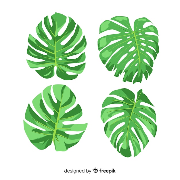 Pack hojas monstera dibujadas a mano