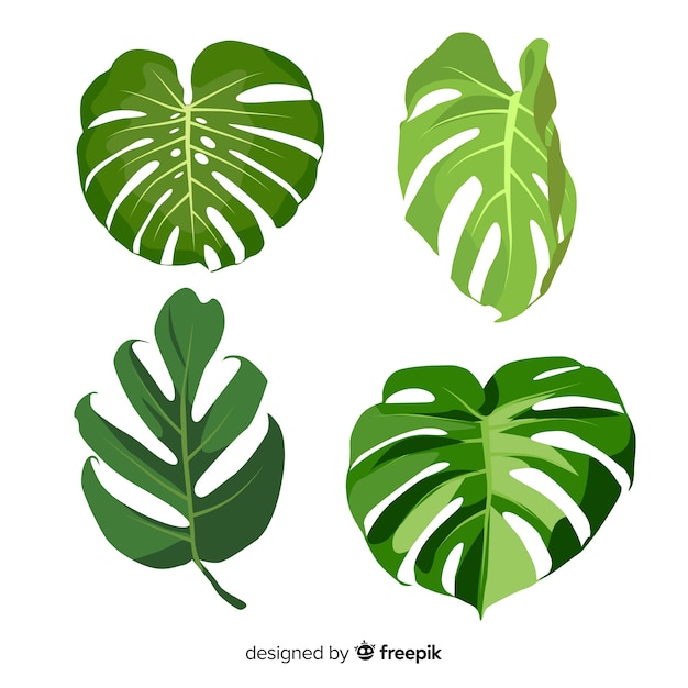 Pack hojas monstera dibujadas a mano