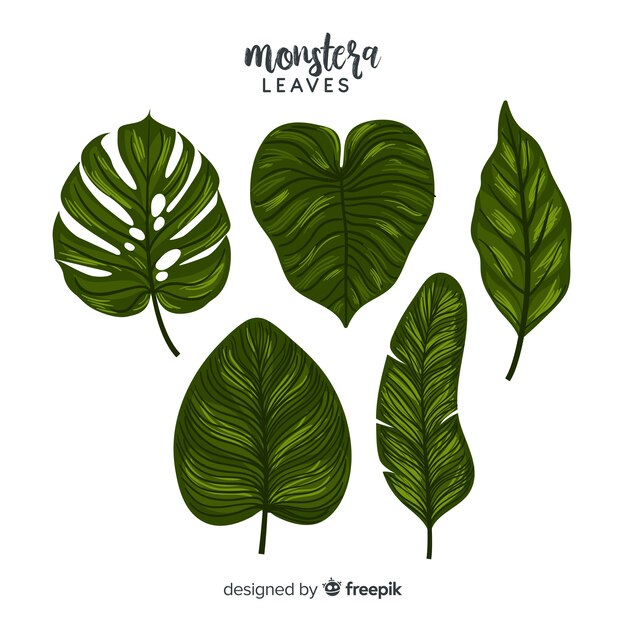 Pack hojas monstera dibujadas a mano