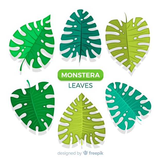 Pack hojas monstera dibujadas a mano