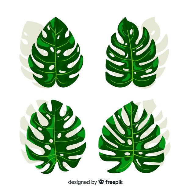 Pack hojas monstera dibujadas a mano