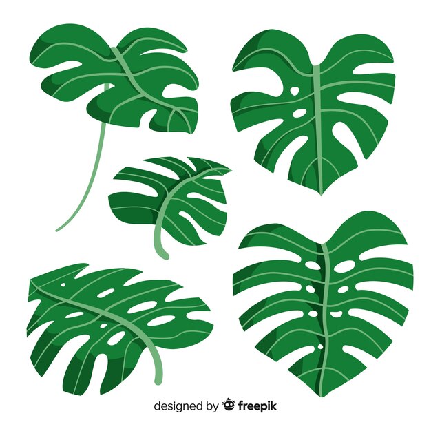 Pack hojas monstera dibujadas a mano