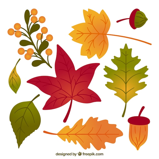 Pack de hojas de otoño dibujadas a mano 