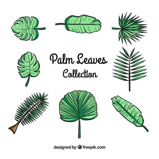 Pack de hojas de palmeras dibujadas a mano