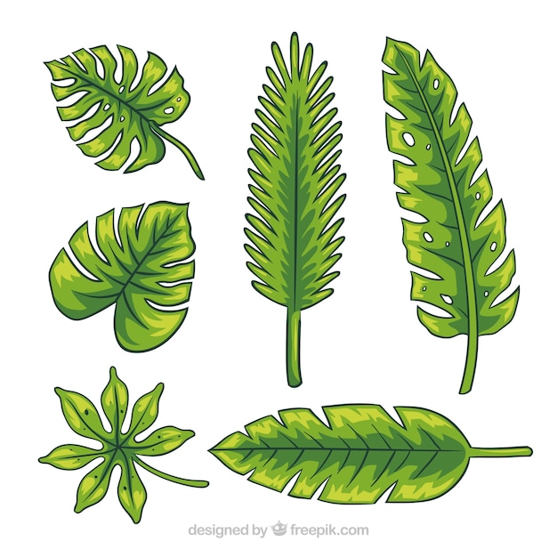 Pack de hojas de palmeras dibujadas a mano 