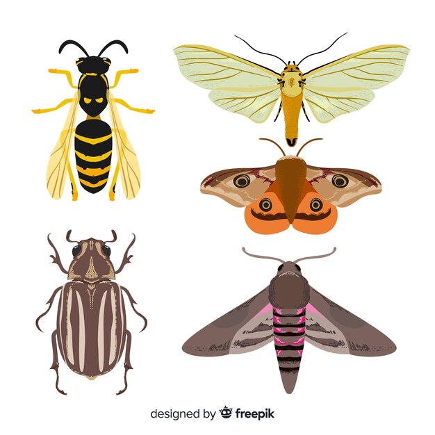 Pack insectos coloridos dibujados a mano