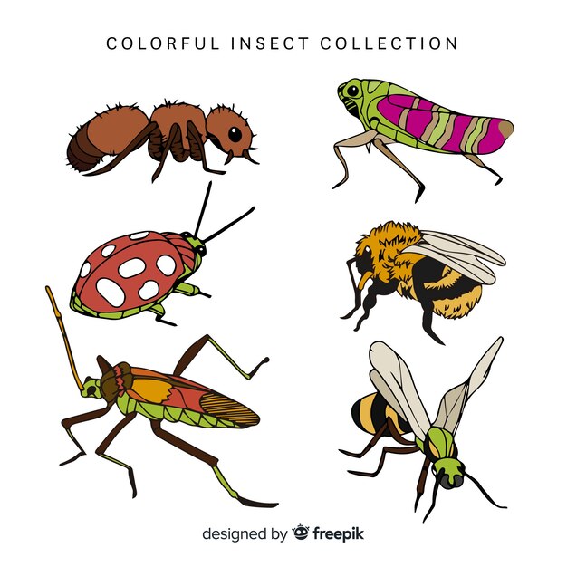 Pack insectos coloridos dibujados a mano