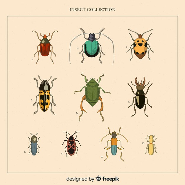 Pack insectos realistas dibujados a mano