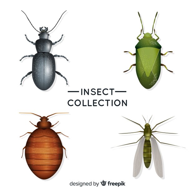 Pack insectos realistas