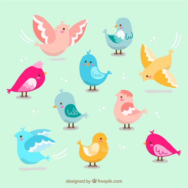 Pack de pájaros adorables de colores