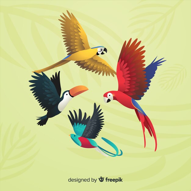Pack de pájaros exóticos estilo realista