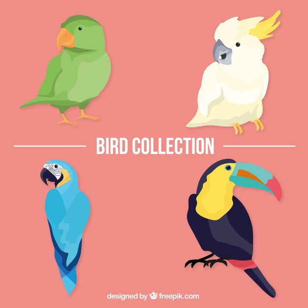 Pack de pájaros tropicales
