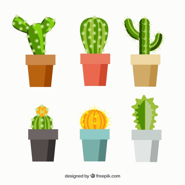 Pack plano de cactus coloridos