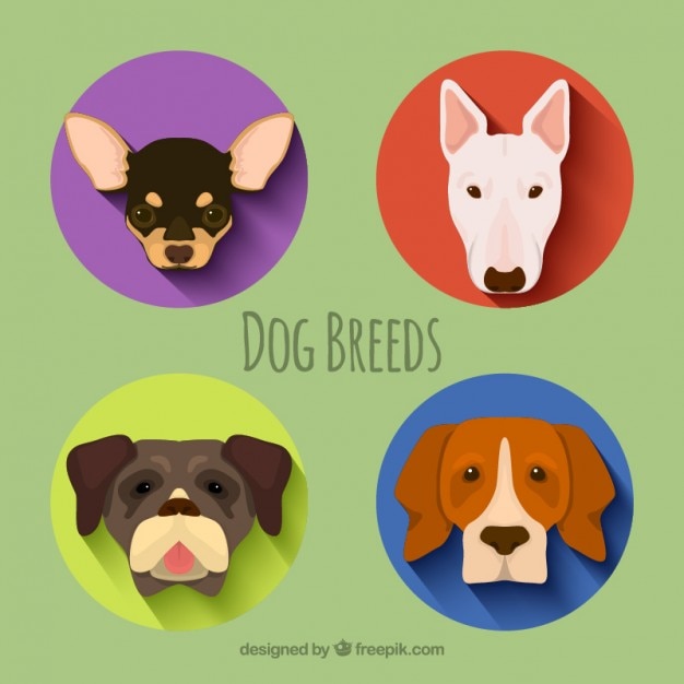 Vector gratuito pack de razas de perro