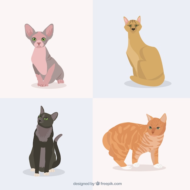 Pack de tipos de mascotas de gato