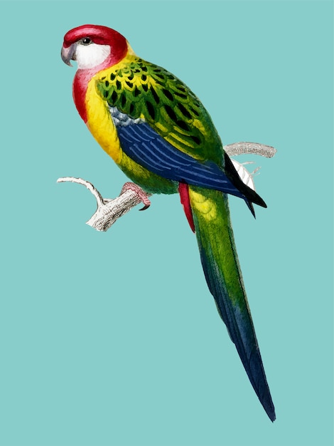 Pájaro colorido en una rama