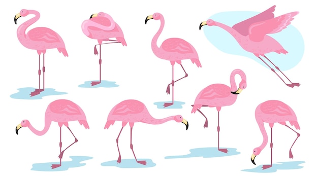 Pájaro flamenco rosado en conjunto plano de diferentes poses