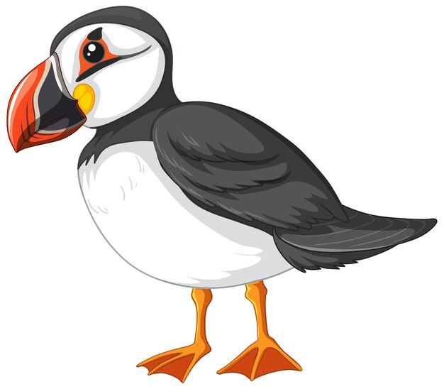 Pájaro frailecillo atlántico sobre fondo blanco