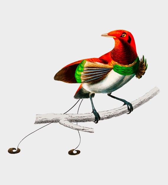 Pájaro del paraíso de Raggiana (Paradisaea raggiana) ilustrado por Charles Dessalines D&#39;Orbigny