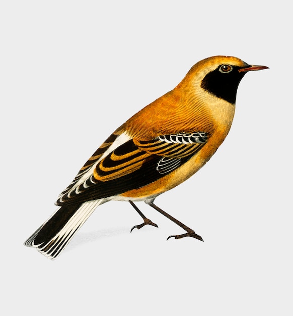 Pájaro