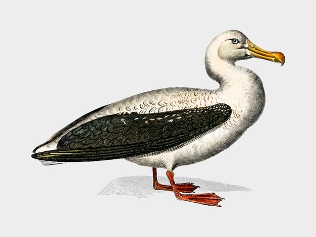 Pájaro