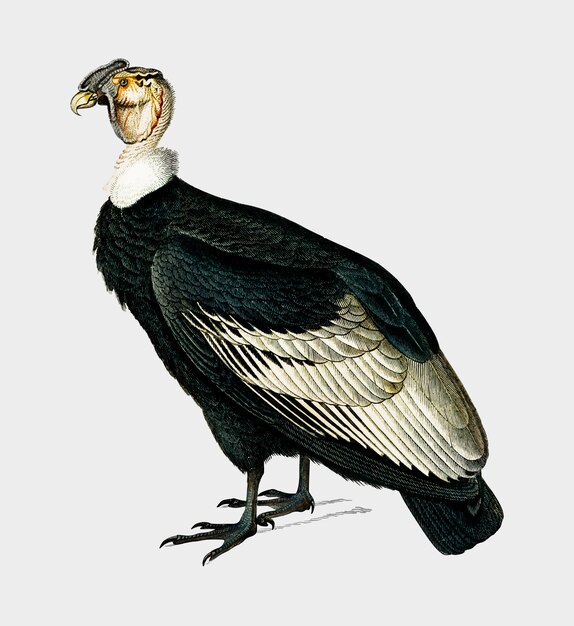 Pájaro