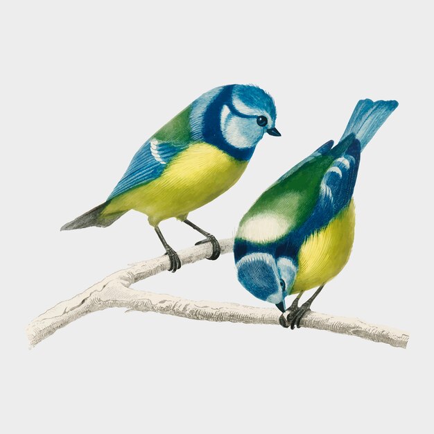 Pájaro