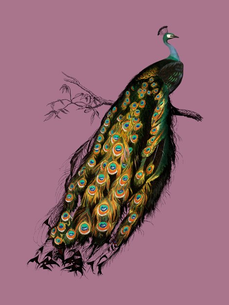 Pájaro