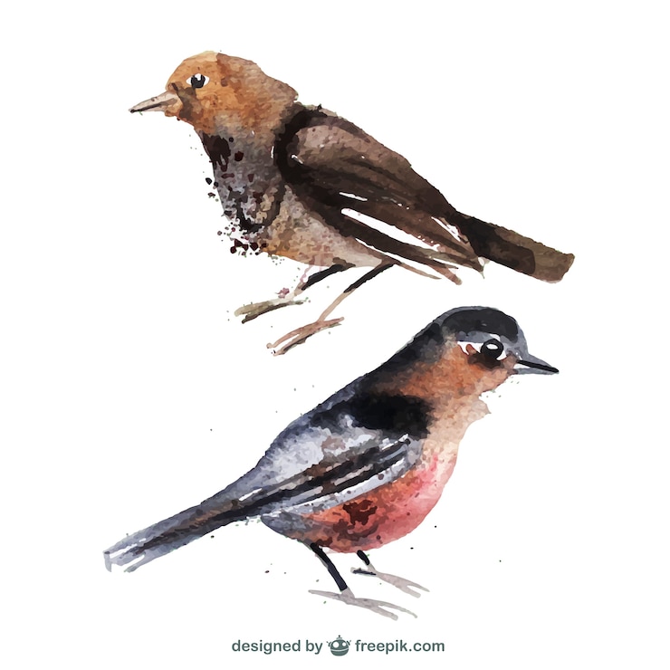 Vector gratuito pájaros de acuarela