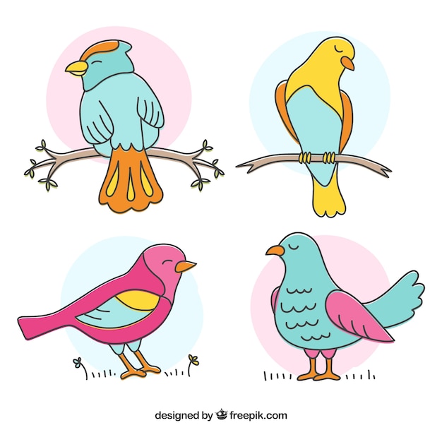 Vector gratuito pájaros coloridos