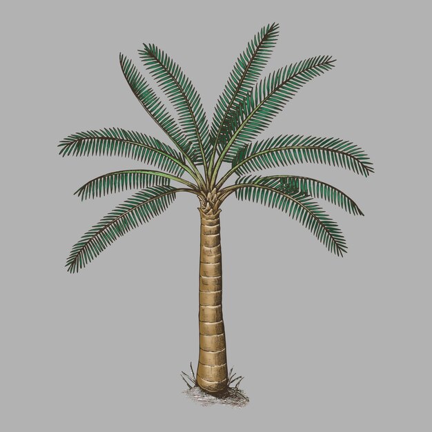 Palmera aislada