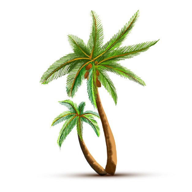 Palmera de coco aislado sobre fondo blanco.