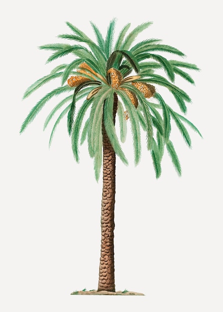 Palmera datilera