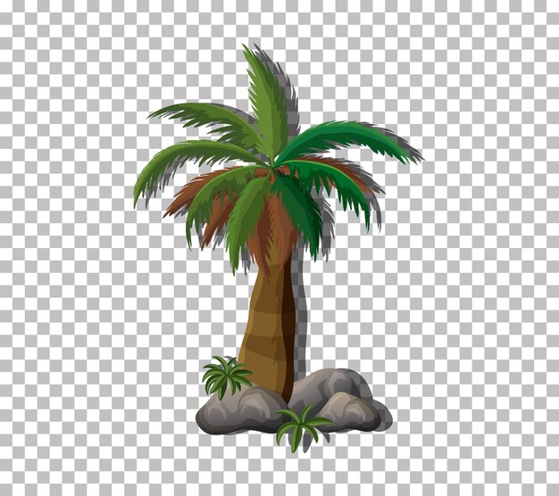 Palmera sobre fondo transparente