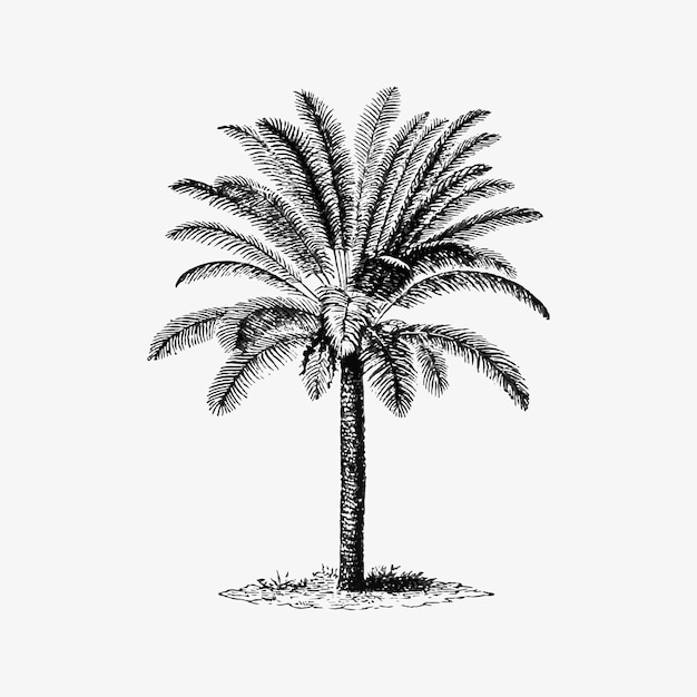Vector gratuito palmera tropical