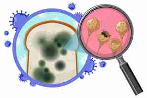 Vector gratuito pan no comestible con moho