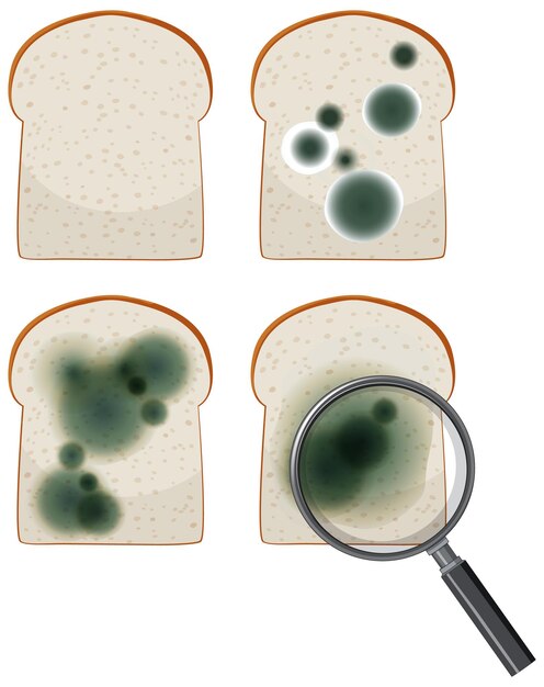 Pan no comestible con moho