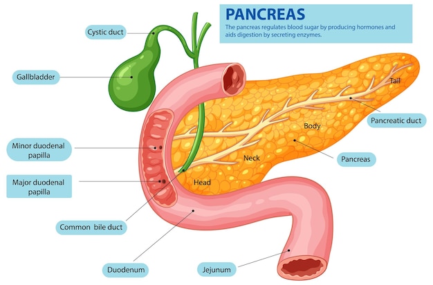 El páncreas humano y el sistema digestivo