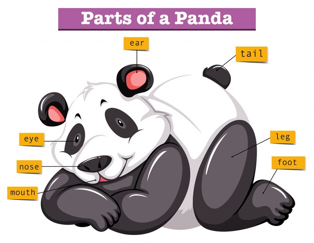 Panda y diferentes partes del cuerpo.