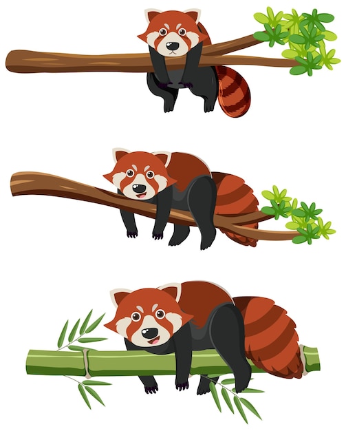 Vector gratuito pandas rojos en las ramas de los árboles