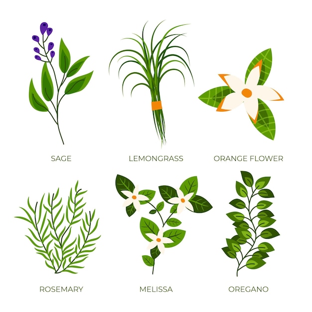Paquete de hierbas de aceite esencial de diseño plano