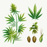 Vector gratis paquete de hojas de cannabis botánico