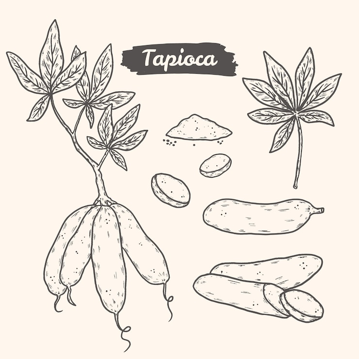 Vector gratuito paquete de ilustración de tapioca dibujada a mano