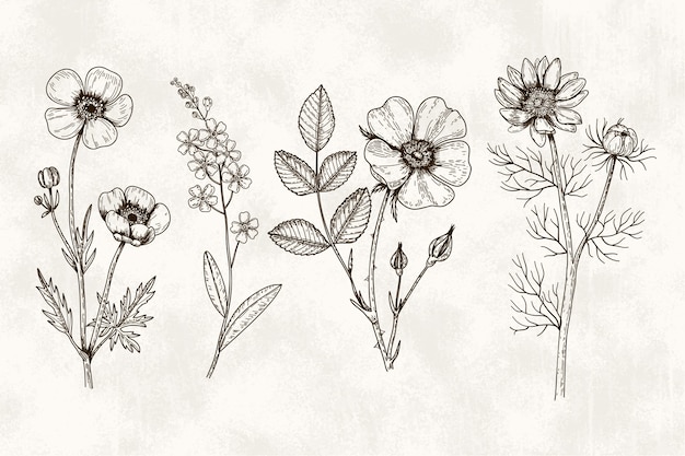 Paquete realista de hierbas y flores silvestres dibujadas a mano