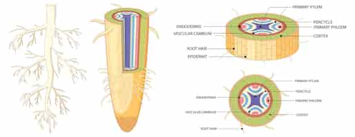 Vector gratuito partes de infografía educativa de sistemas de raíces y estructura.