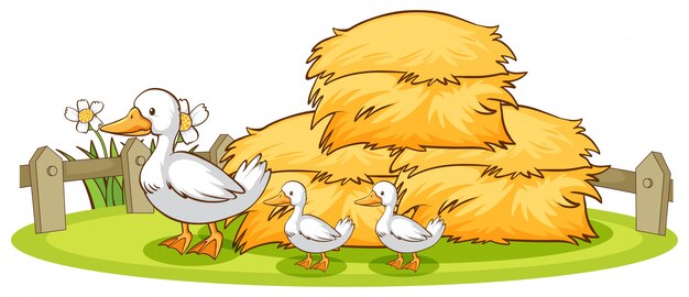 Patos aislados y heno