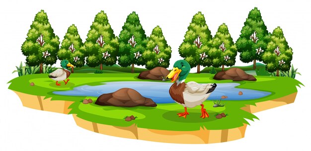 Patos alrededor de un estanque en blanco