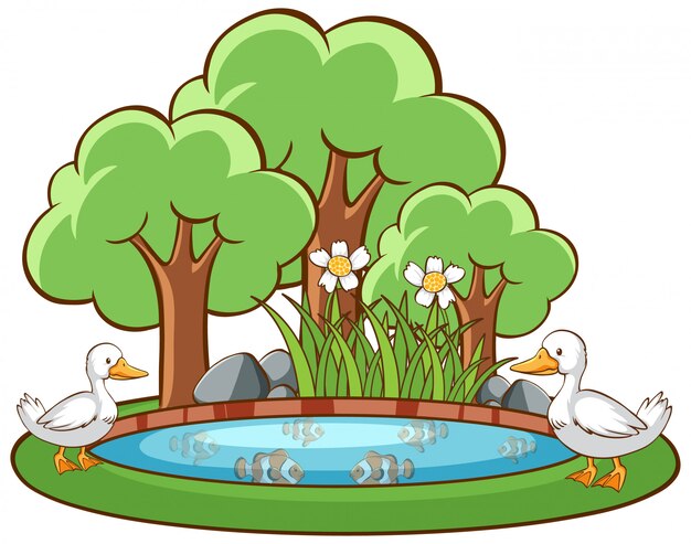 Patos en el estanque en blanco