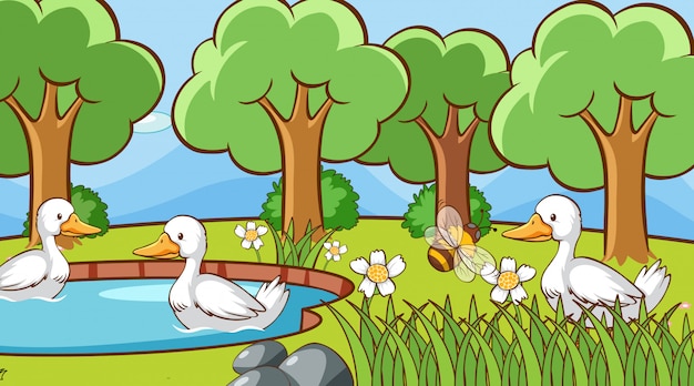 Patos en el parque