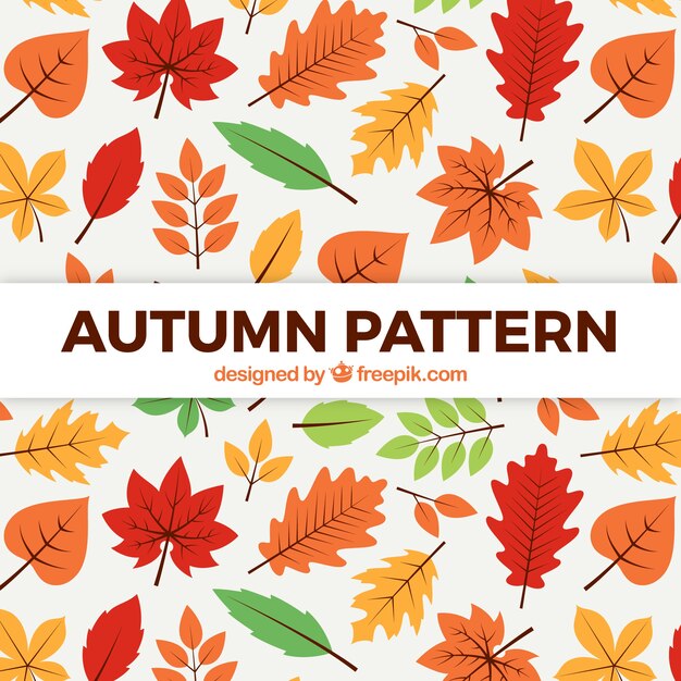 Patrón de otoño con hojas coloridas